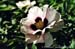 Rockii Peony: BING XIAO XUE LIAN